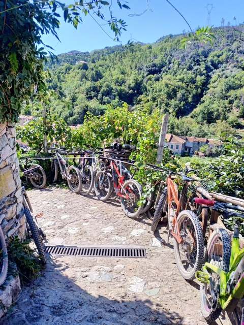 mountain bike excursions